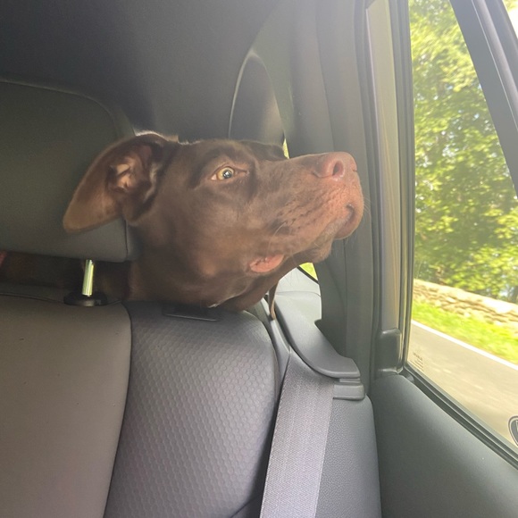 Our Bailey & meet Sadie —part 2 - Picture 16 of 16